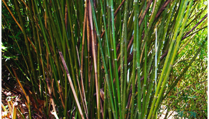 Bamboo (Nứa)